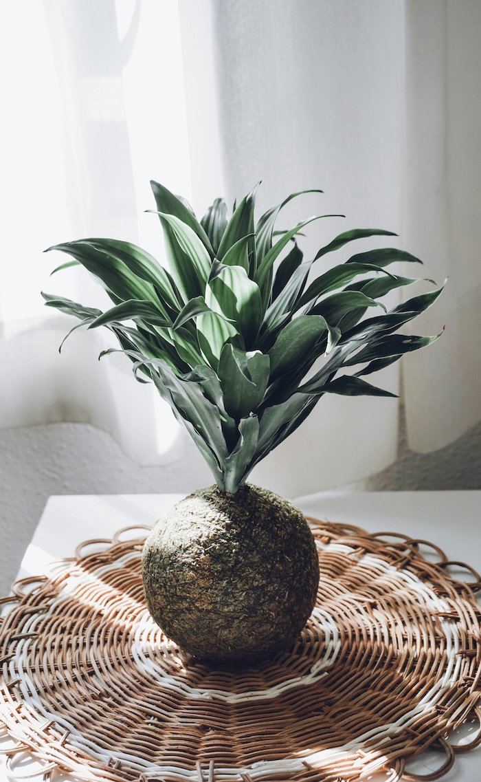 DIY Hanging Succulent Plants: Create Your Own Kokedama Garden in 6 Easy Steps
