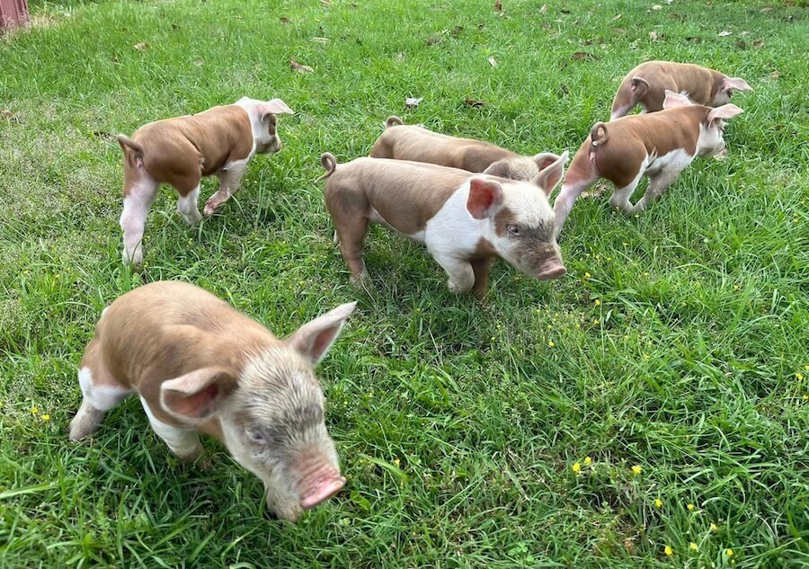 Hereford Hogs: The All-American Heritage Pig with a Beefy Namesake