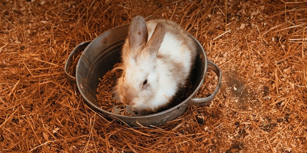 grey rabbit in pot