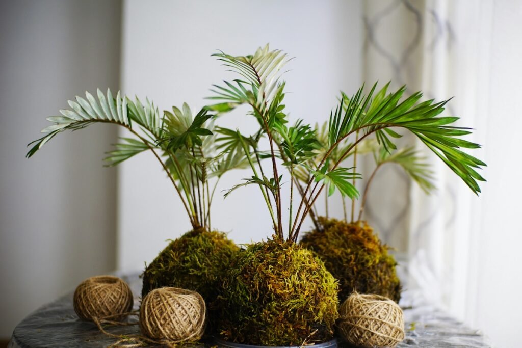 kokedama hanging succulent plant DIY Hanging Succulent Plants: Create Your Own Kokedama Garden in 6 Easy Steps