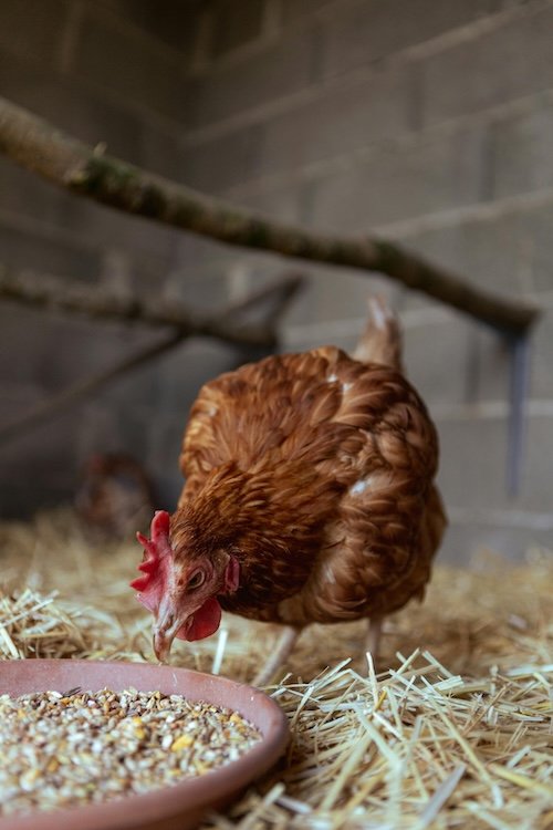 pexels andreas ebner 246992646 15645661 1 How to Raise Meat Chickens