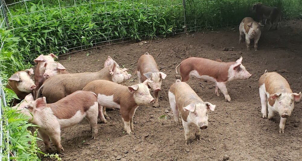 raising hereford hogs at your homestead Hereford Hogs: The All-American Heritage Pig with a Beefy Namesake