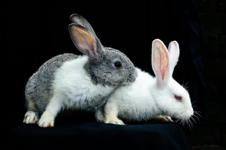 Raising Meat Rabbits: A Sustainable Homesteading Endeavor