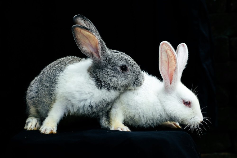Raising Meat Rabbits: A Sustainable Homesteading Endeavor
