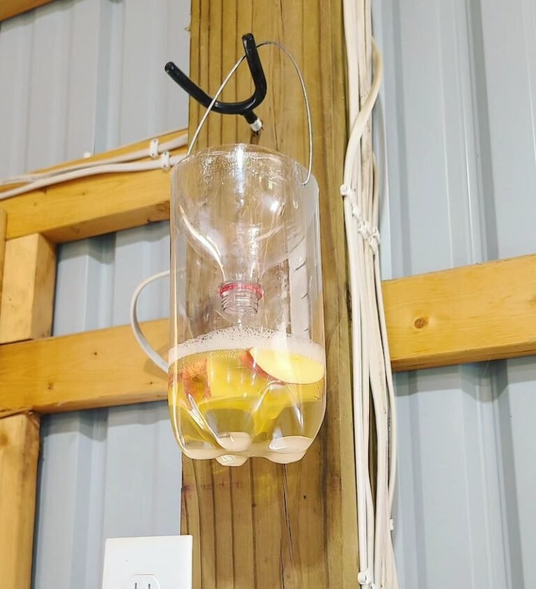 How to Build an Effective DIY Fly Trap