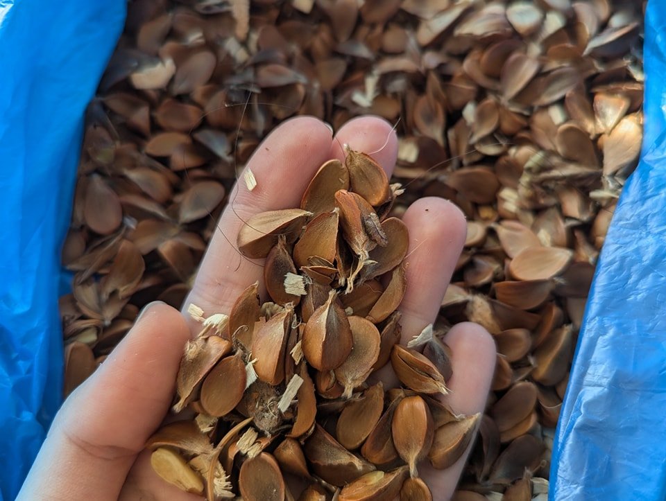 beech nuts

