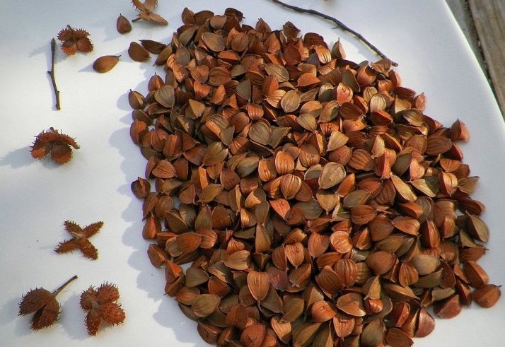 a pile of freshly picked beech nuts
