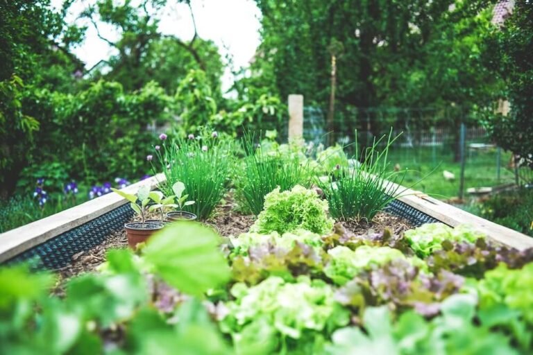 How to Create a Thriving Raised Bed Herb Garden