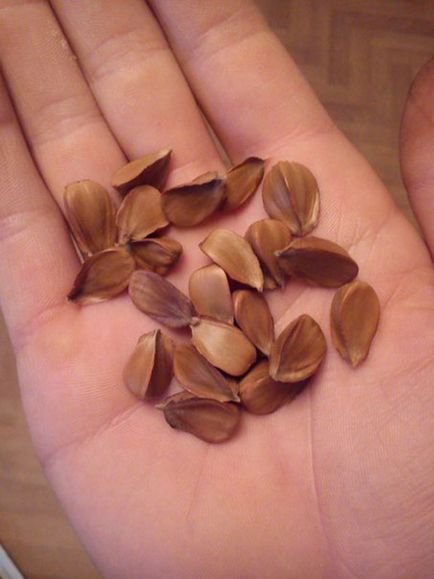 beech nuts