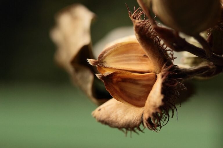 Unlocking the Secrets of Beech Nuts: A Forager’s Guide