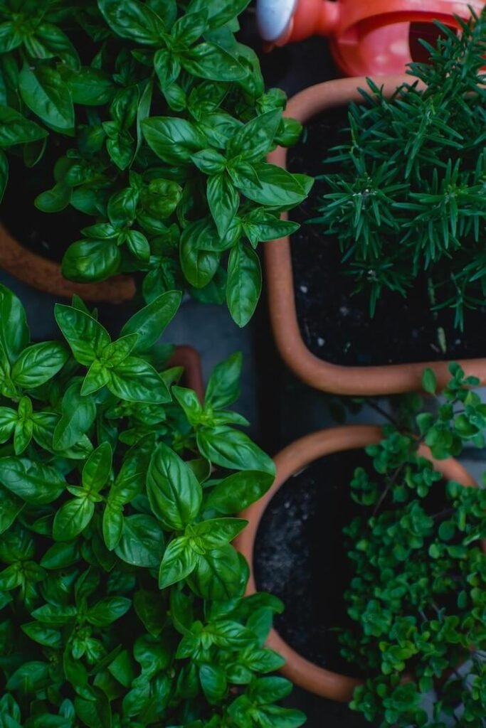 bucket herb garden