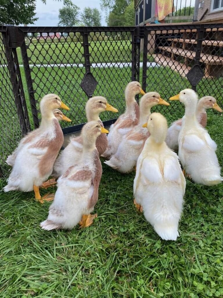 Raising the Resilient Saxony Duck: A Comprehensive Guide