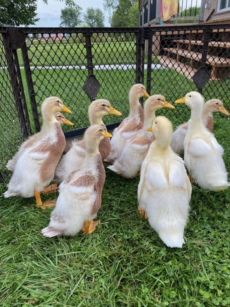 Raising the Resilient Saxony Duck: A Comprehensive Guide