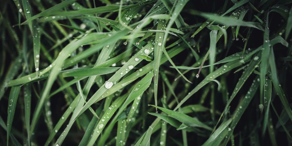 water droplets on green grass