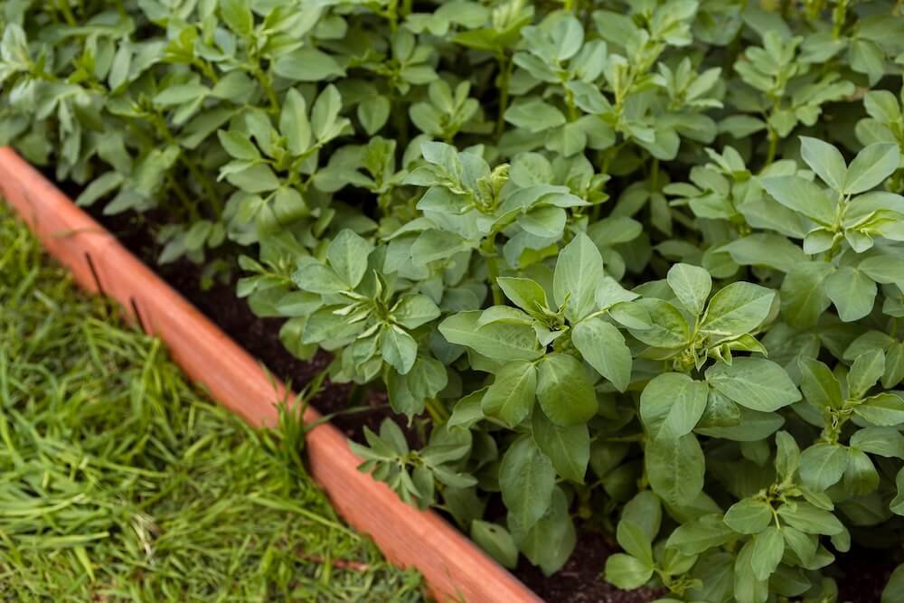 how to create a raised bed herb garden