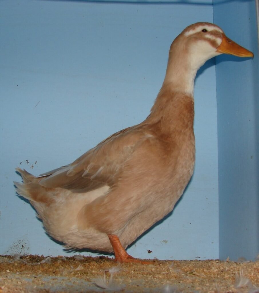 saxony duck 1 Raising the Resilient Saxony Duck: A Comprehensive Guide