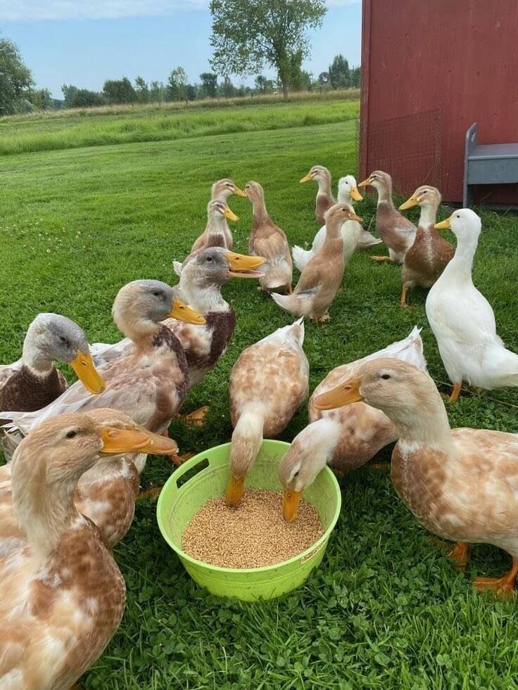 flock of saxony ducks
