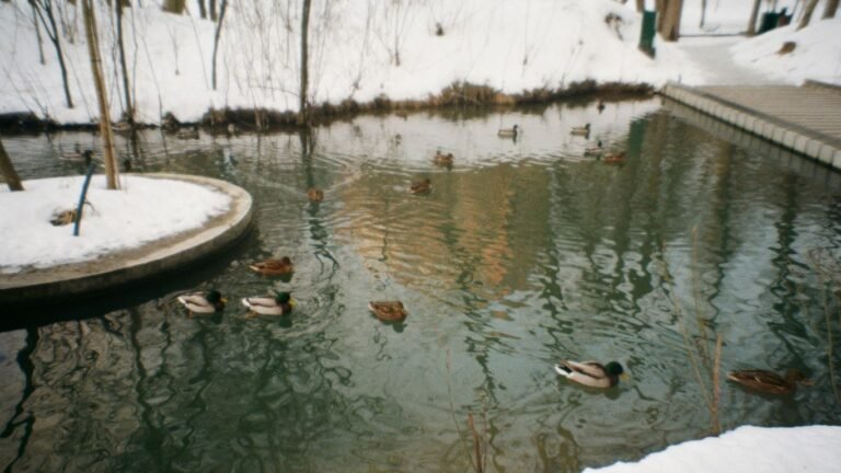 Winter Duck Care: Shelter, Water Management, and Egg Production