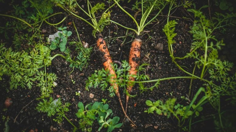 Best Companion Plants for Carrots: Boost Growth and Repel Pests