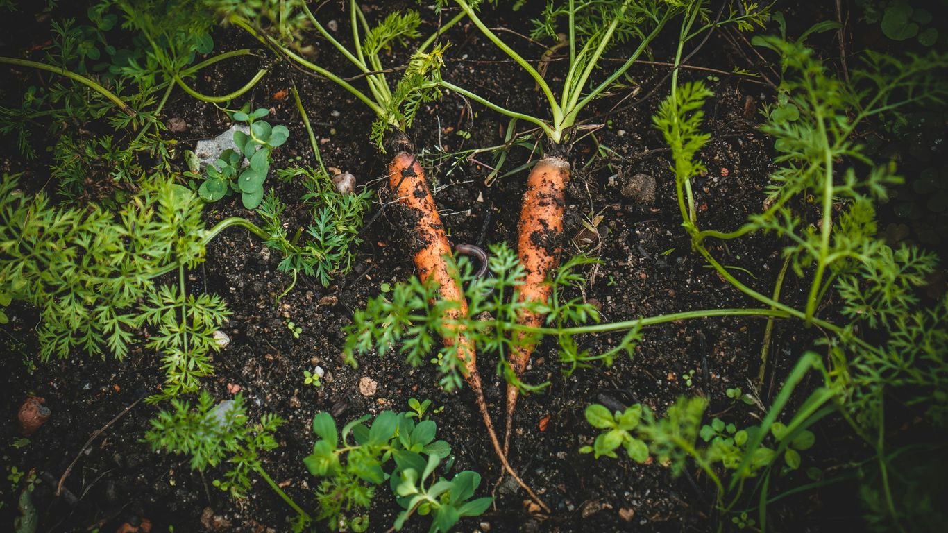 Best Companion Plants for Carrots: Boost Growth and Repel Pests