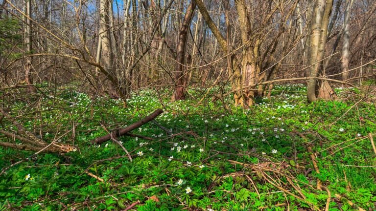 Foraging in Michigan: Spring Ramps, Wild Leeks, and Morel Mushrooms