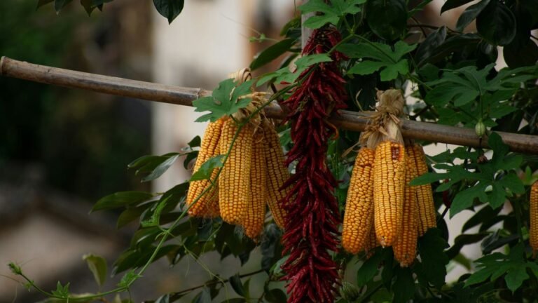 Companion Planting for Corn: Three Sisters and Beyond
