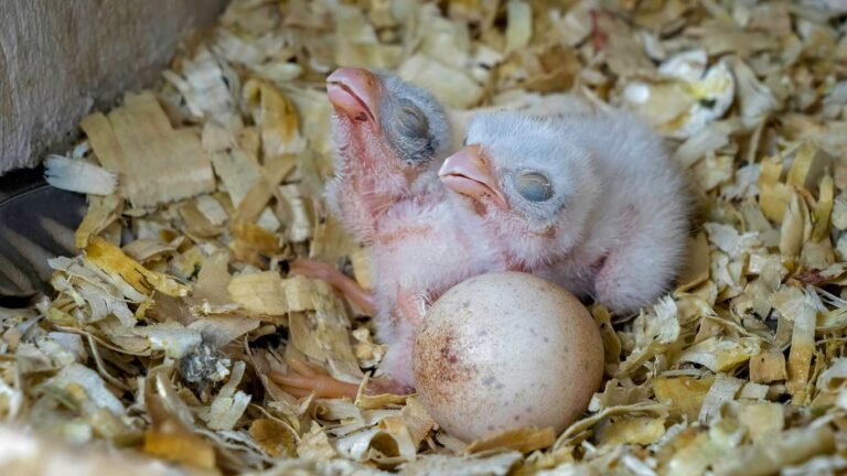 Spring Turkey Care: Breeding, Brooding, and Flock Expansion
