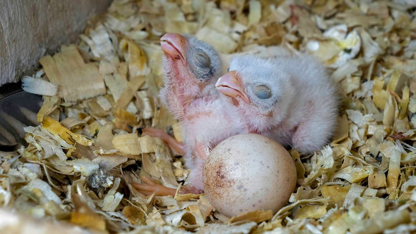 Spring Turkey Care: Breeding, Brooding, and Flock Expansion