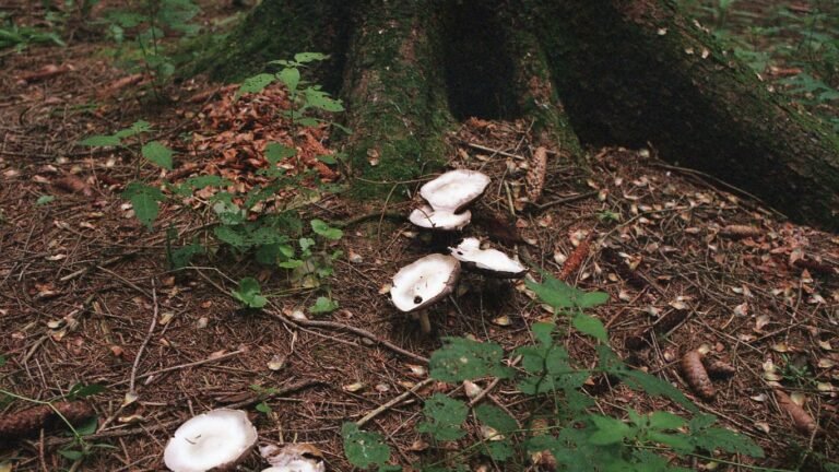 Foraging in Pennsylvania: Edible Mushrooms, Greens, and Nuts