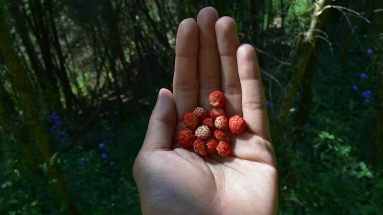 Foraging in Washington: Pacific Northwest Berries and Mushrooms