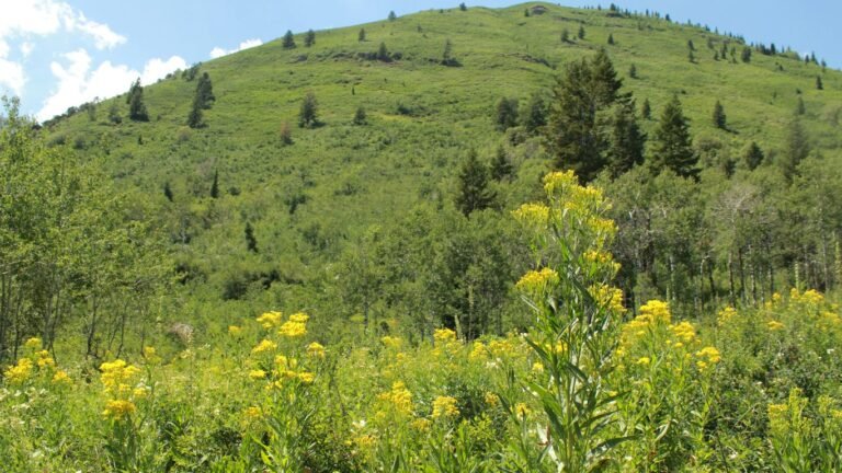Foraging in Colorado: High-Altitude Edibles and Medicinal Plants