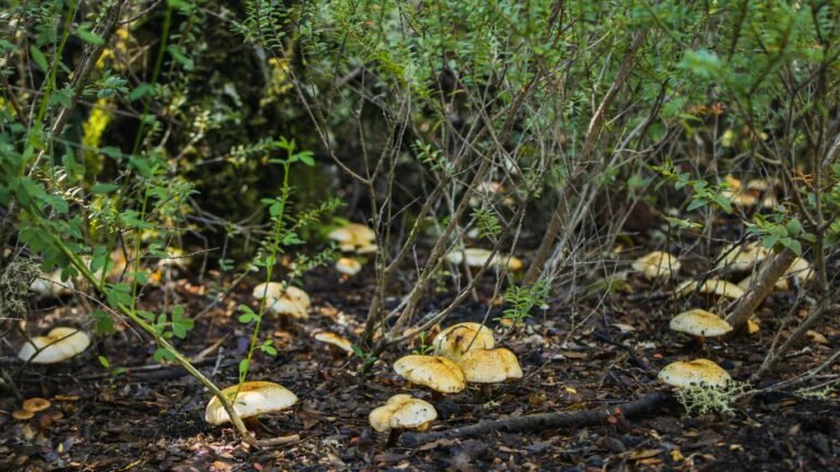 Foraging in Florida: Tropical Fruits, Mushrooms, and Wild Greens