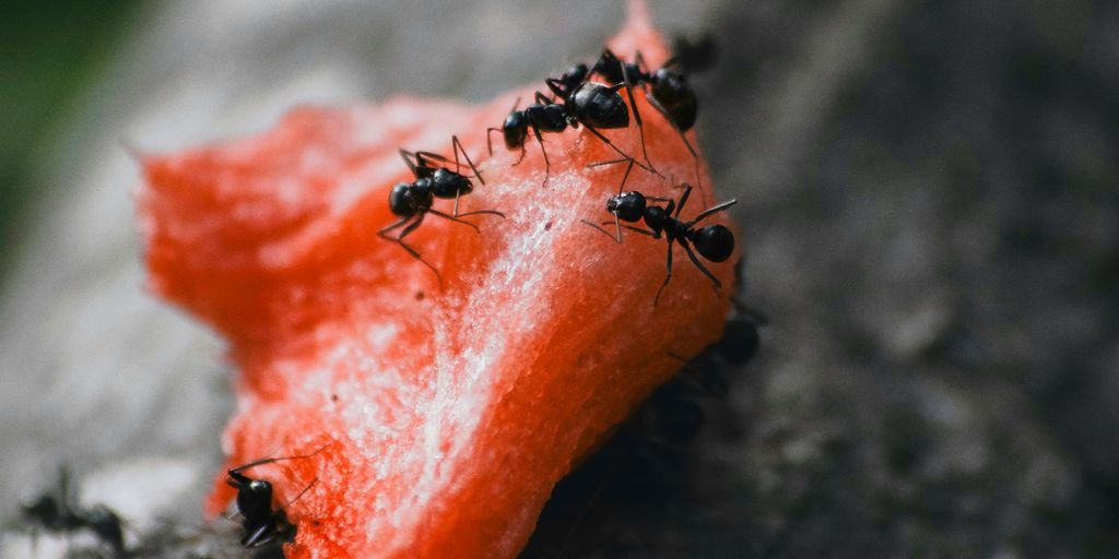a group of ants crawling on a piece of fruit
