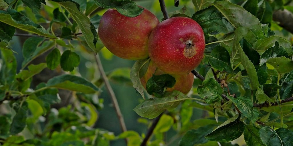 a couple of apples that are on a tree
