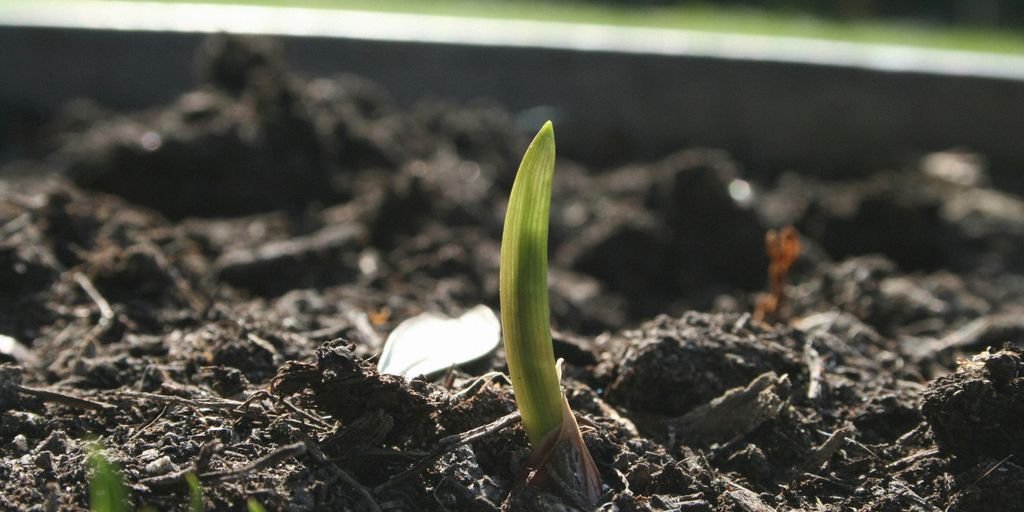caring for your growing onion seeds