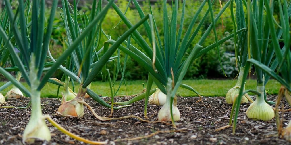 Growing Onion Seeds for a Bountiful Harvest