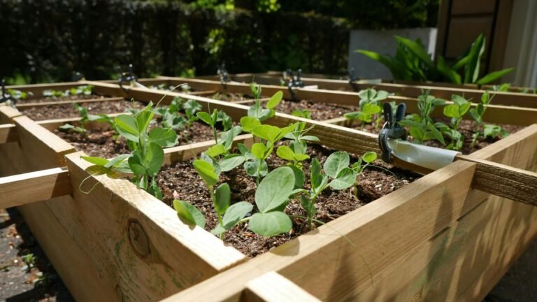 Zone 9 Spring Garden Prep: February Planting and Warm-Season Starts