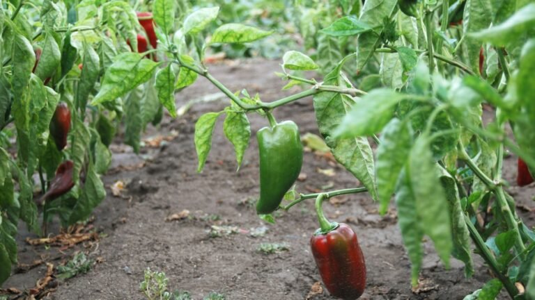 Best and Worst Companion Plants for Peppers: A Complete Guide