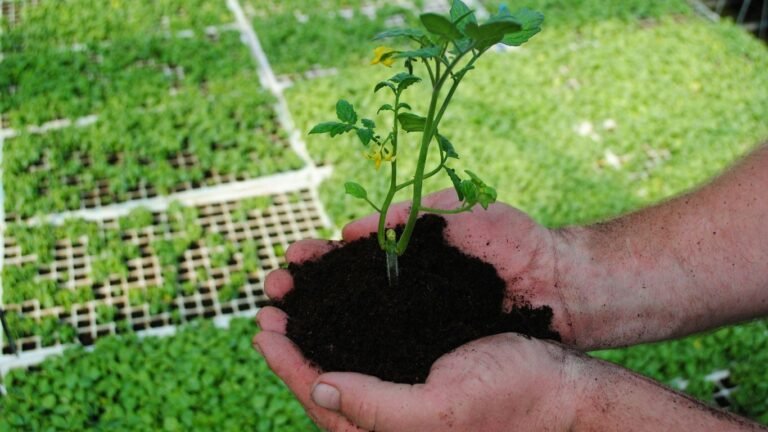 Zone 8 February Planting Calendar: Herbs, Greens, and Early Crops