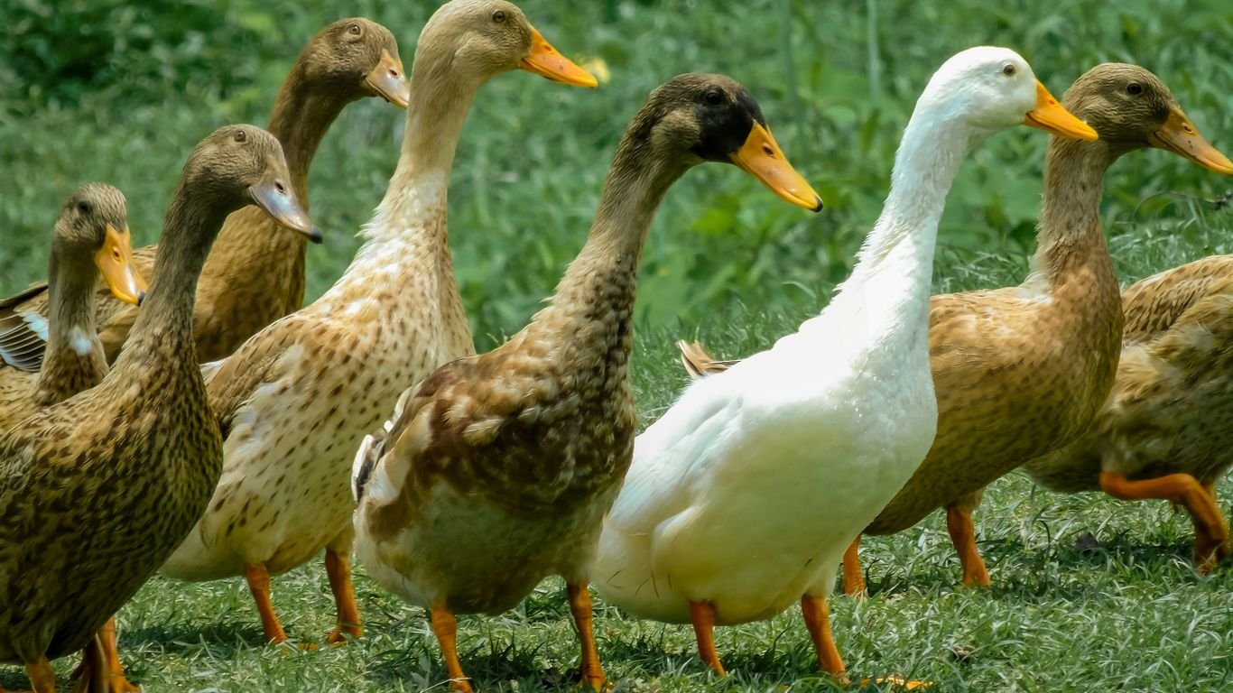 Raising Ducks for Eggs and Meat: Cost vs. Return