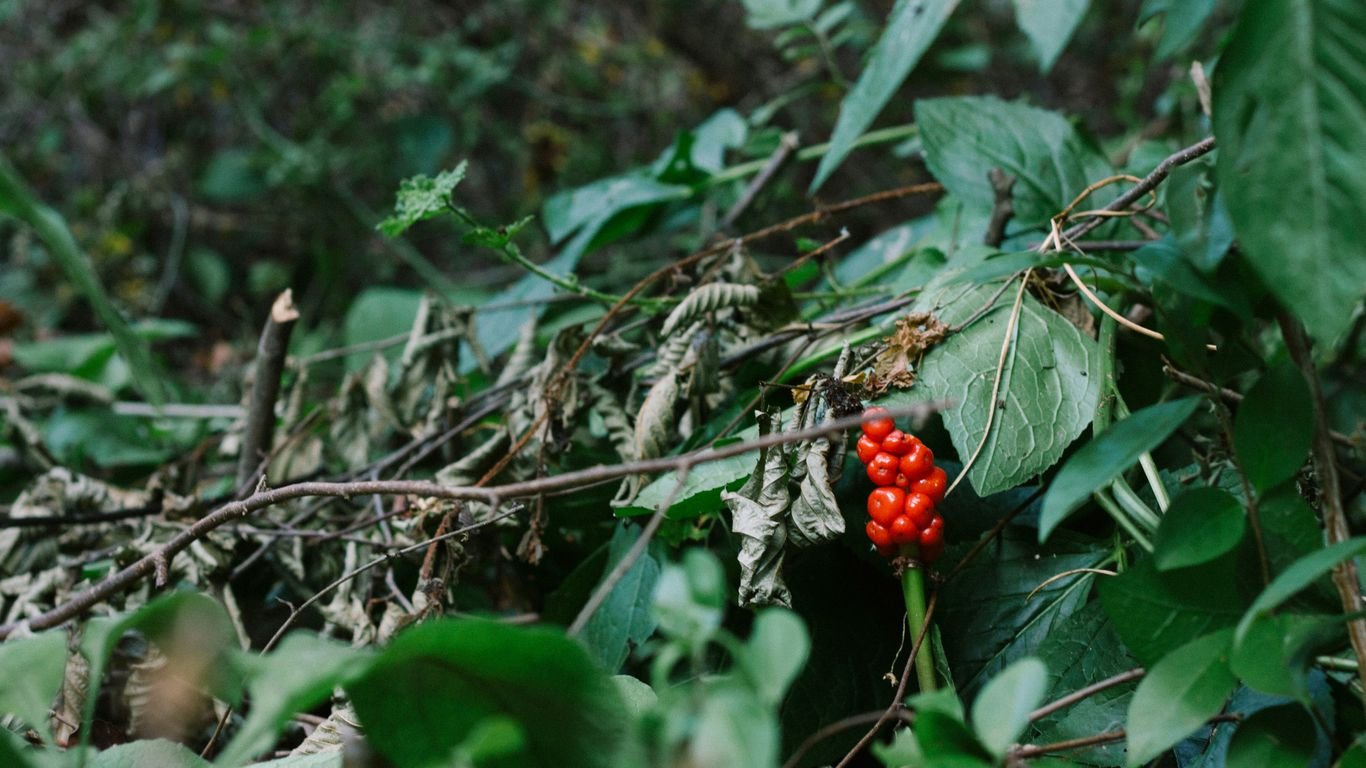 Foraging in Georgia: Wild Herbs, Fruits, and Forage-Friendly Nuts
