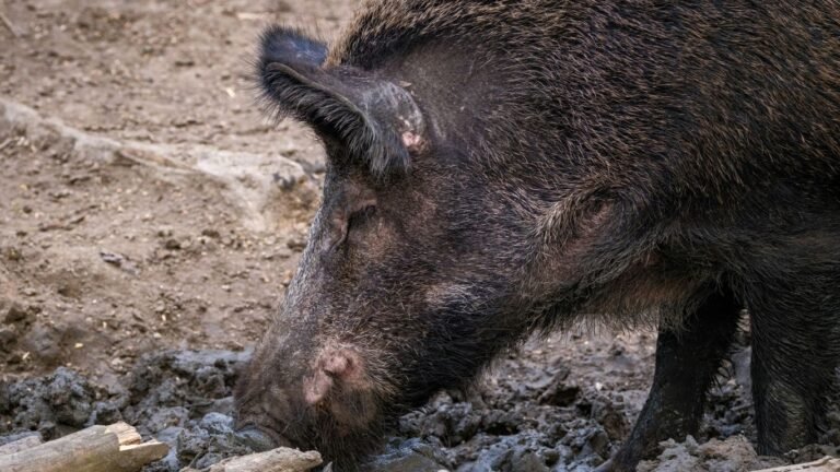 Summer Pig Care: Cooling Strategies and Fly Control