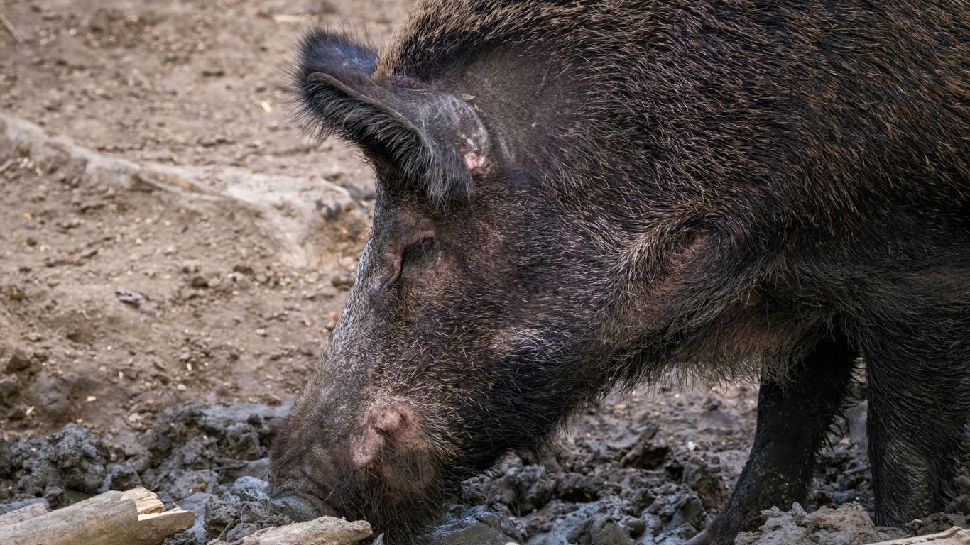 Summer Pig Care: Cooling Strategies and Fly Control