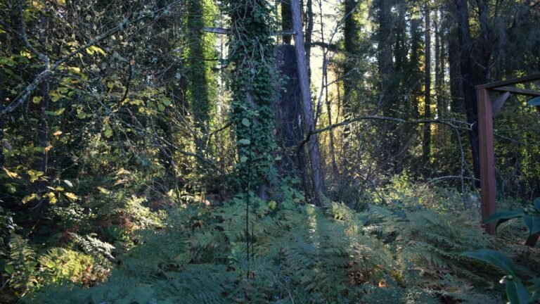 Foraging in Oregon: Berries, Mushrooms, and Coastal Edibles
