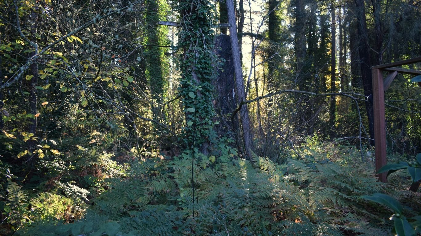 Foraging in Oregon: Berries, Mushrooms, and Coastal Edibles