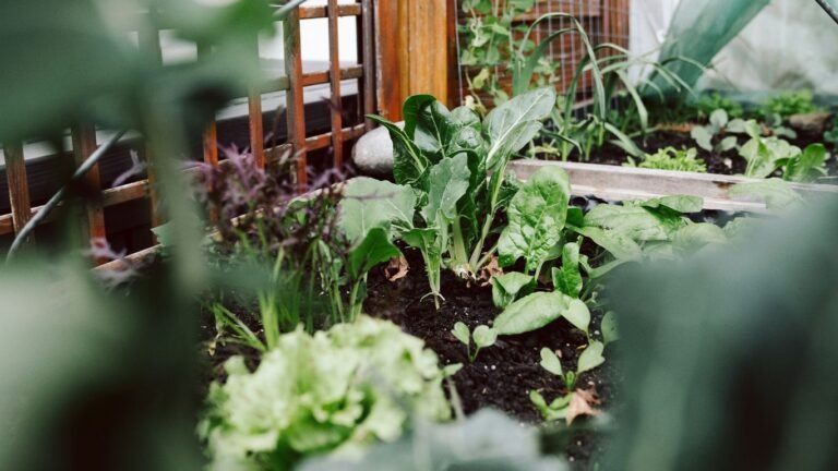 Zone 5 Winter Gardening Guide: Crops You Can Grow Under Cover