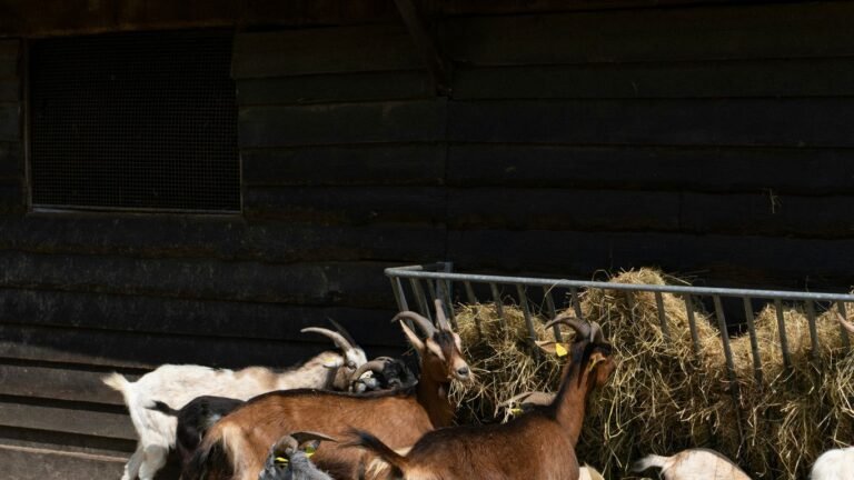 Winter Goat Care: Bedding, Nutrition, and Kidding Preparation