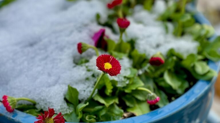 Zone 7 December Gardening Tasks: Planning, Mulching, and Indoor Projects