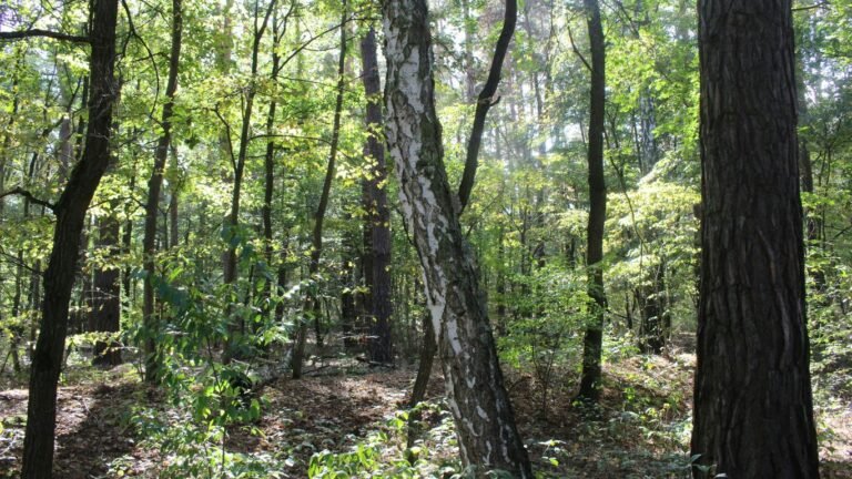 Foraging in North Carolina: Wild Greens and Edible Roots to Know