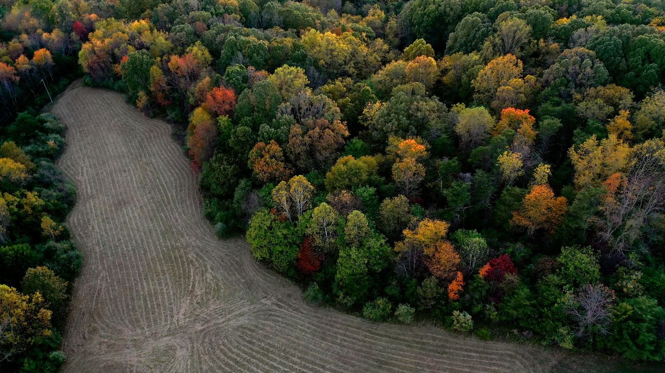 Foraging in Ohio: Edible Plants, Nuts, and Spring Shoots